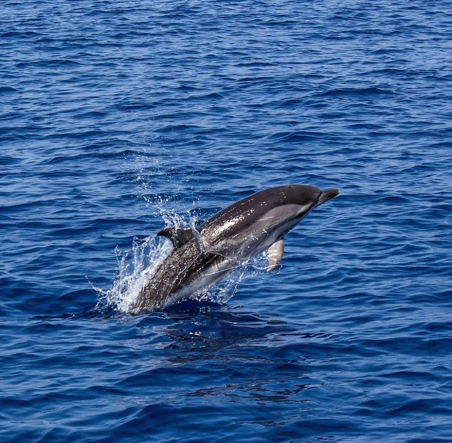 Ein Delphin springt aus dem Wasser. Der Delphin hat eine dunkelgraue Farbe und sein Körper ist beim Springen gewölbt. Das Wasser ist blau und im Hintergrund sind Wellen zu sehen.