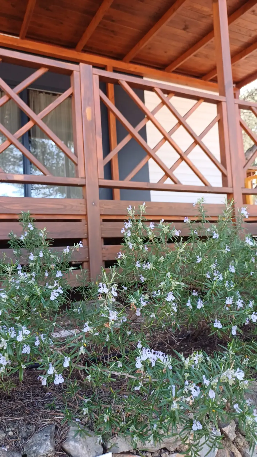 Rosemary bush in front of a mobile home. The rosemary bush has green needle-like leaves and small blue flowers.