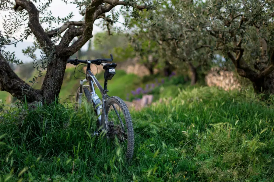 Brdski bicikl naslonjen na stablo masline u bujnom mediteranskom šumarku obraslom ljubičastim poljskim cvijećem u pozadini.