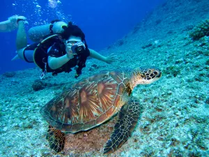 Scuba diver photographing a sea turtle on the ocean floor.
