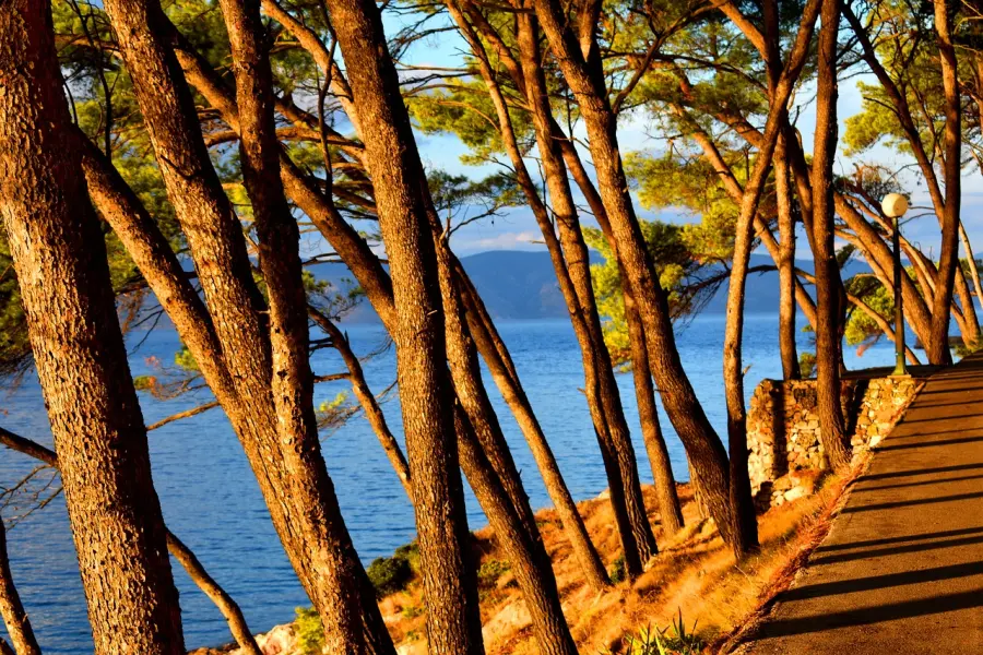 Golden hour sunlight casting warm hues on a path lined with slanted pine trees overlooking the tranquil blue waters of Jezera, Murter Island.