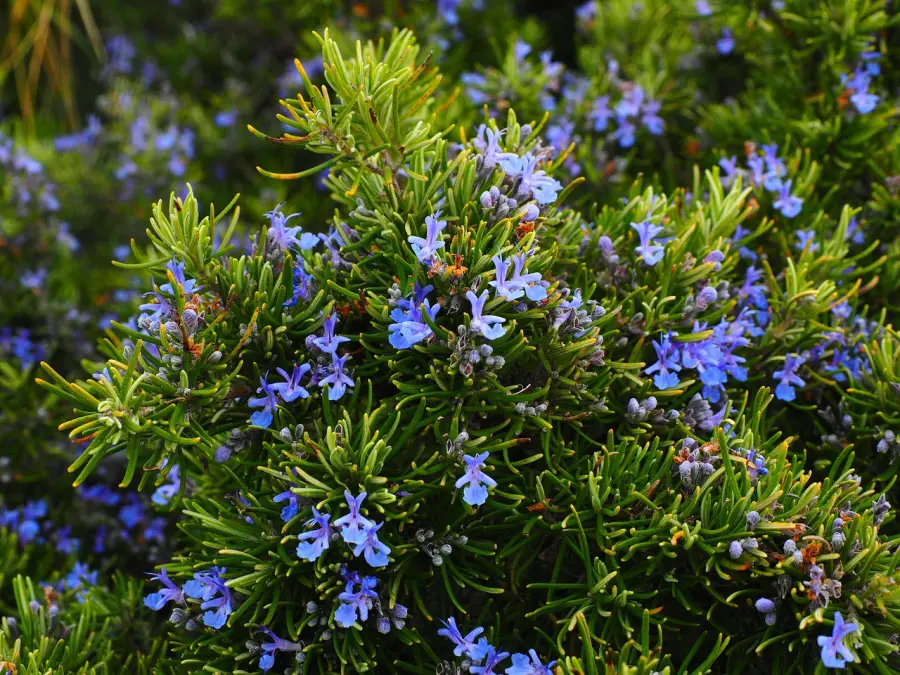 Nahaufnahme von Rosmarinsträuchern mit leuchtend grünen Nadeln und zarten blauen Blüten, ein Hinweis auf die natürliche Flora in Jezera, Insel Murter.