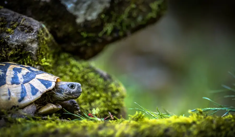 Eine Hermannsschildkröte taucht aus ihrem Versteck zwischen moosbedeckten Felsen und viel Grün auf, ein Blick auf die Tierwelt in Jezera auf der Insel Murter